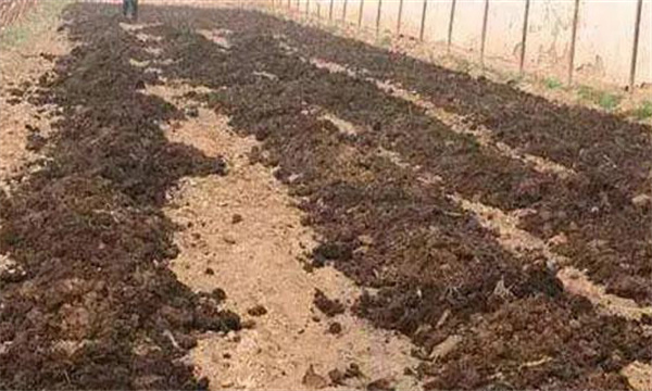 番茄怎样施肥才能高产？