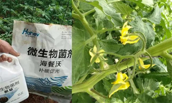番茄怎样施肥才能高产？
