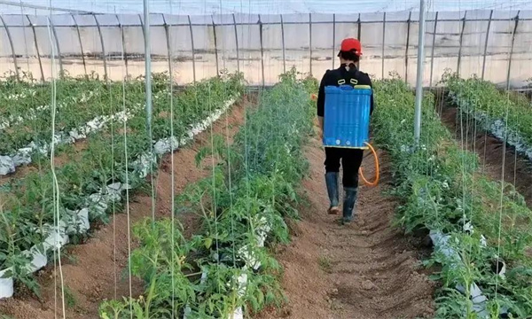 番茄怎样合理追肥与叶面施肥？