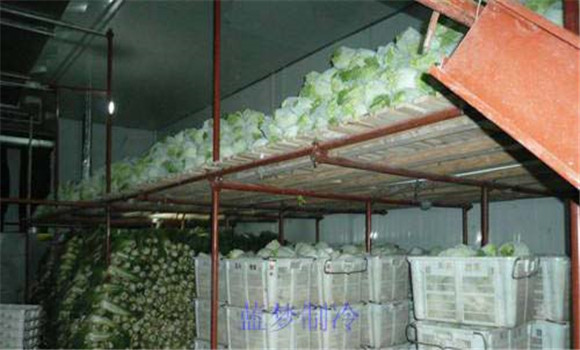 大白菜贮藏技术 大白菜如何贮藏和保存