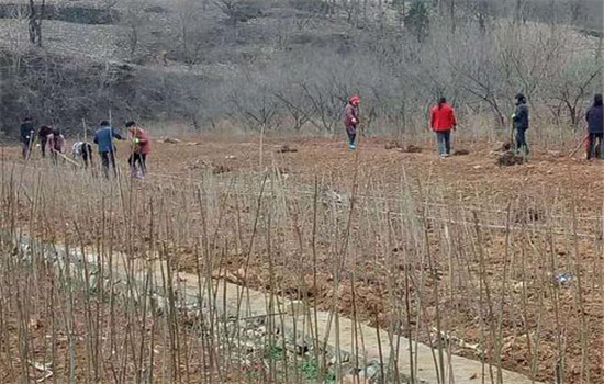 香椿栽培－如何采种、育苗及栽后管理
