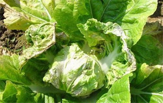 大白菜病虫害防治：白菜病毒病、霜霉病等