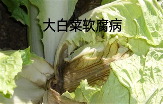 大白菜病虫害防治：白菜病毒病、霜霉病等