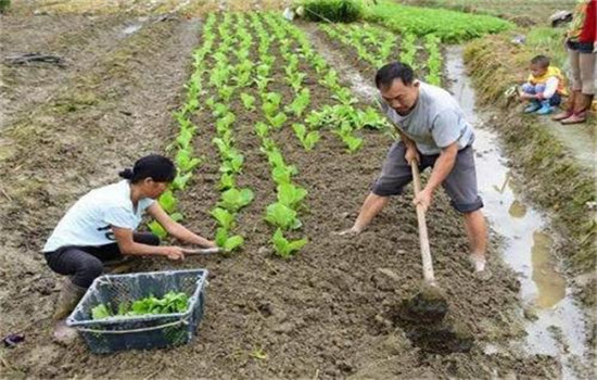 大白菜栽培技术要点与主要步骤