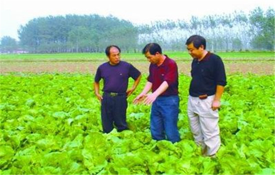 大白菜栽培技术要点与主要步骤