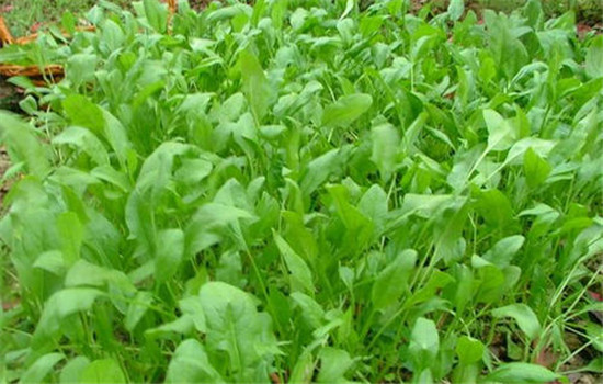 菠菜的品种类型与栽培技术要点