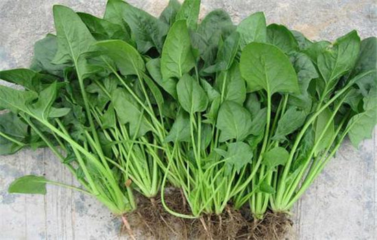 菠菜的品种类型与栽培技术要点