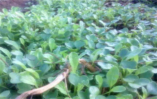 结球甘蓝的栽培时间与种植管理