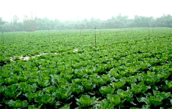 油菜如何施肥？告诉你种植油菜怎样掌握施肥量