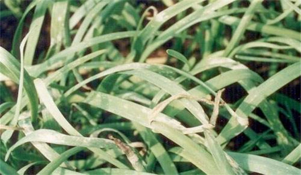几种韭菜病害的症状及防治方法