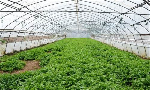 中小棚芹菜秋延迟栽培技术