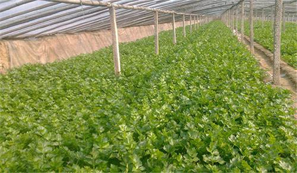 塑料大棚芹菜栽培技术与管理要点