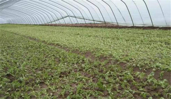 大棚芹菜春早热栽培方法