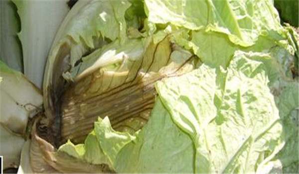 大白菜软腐病防治技术及其发生规律