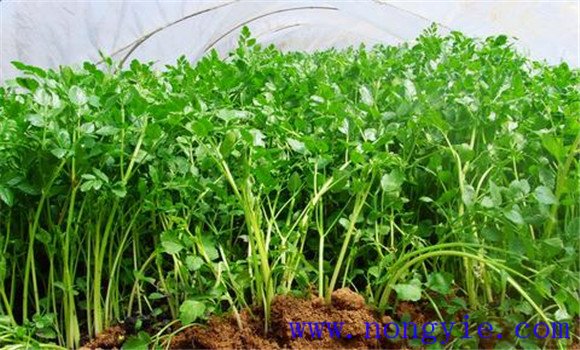 芹菜对环境条件的要求