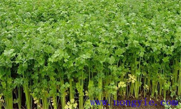 芹菜对环境条件的要求