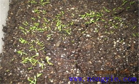 日光温室芹菜无公害栽培技术