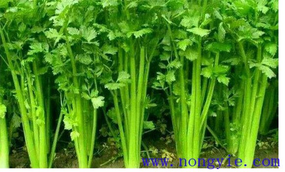 芹菜的原产地是哪里 芹菜什么时候传入中国