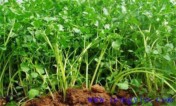 芹菜的原产地是哪里 芹菜什么时候传入中国