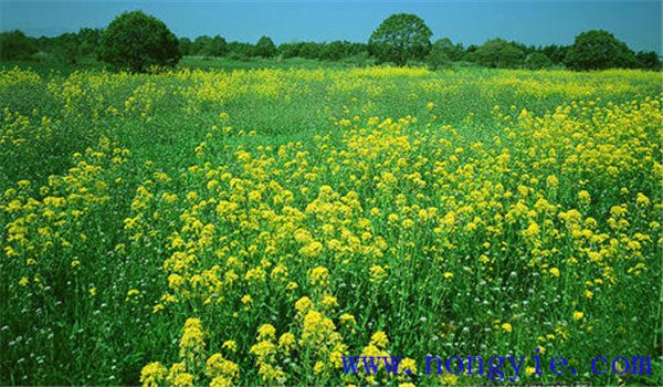 油菜田除草剂有哪些效果最好