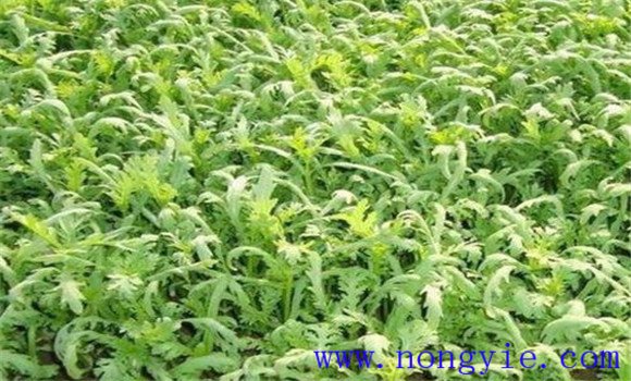 茼蒿病虫害有哪些 常见茼蒿病虫害防治方法