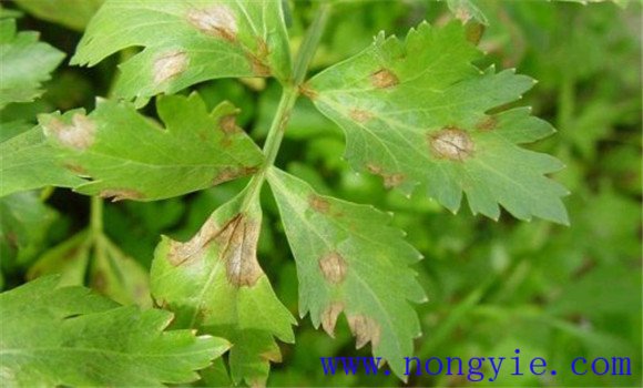 芹菜早疫病危害症状有哪些 芹菜早疫病如何防治