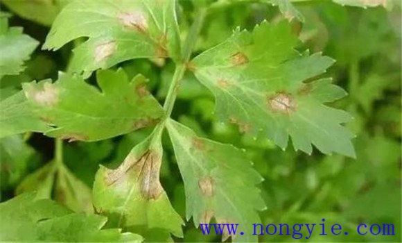 芹菜早疫病危害症状有哪些 芹菜早疫病如何防治