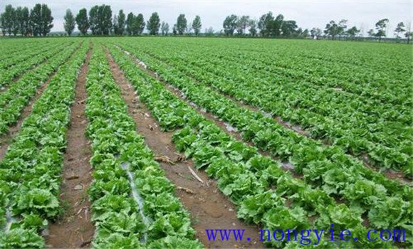 结球生菜什么时候种最合适 结球生菜有哪些品种