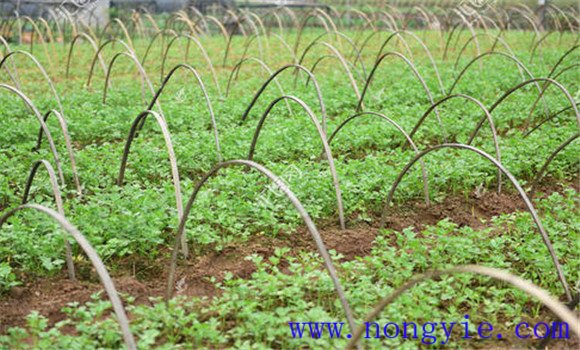 西芹定植到采收需要多长时间 西芹定植方法