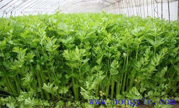 芹菜除草剂如何选择 芹菜除草剂什么时间打好