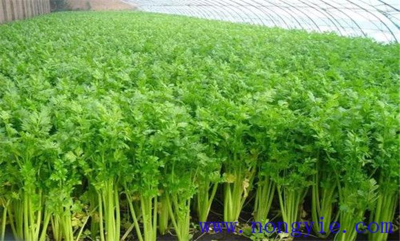 芹菜抽苔的原因与条件是什么 芹菜抽苔怎么控制
