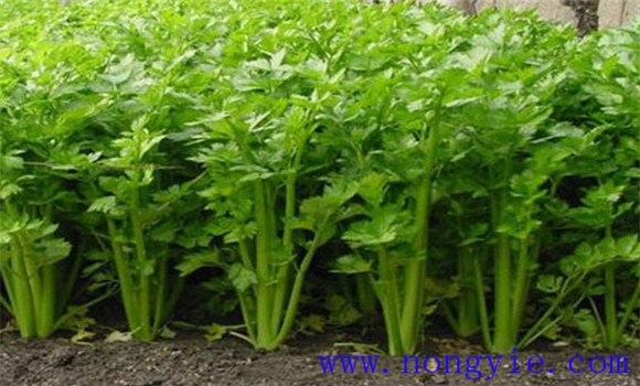 西芹定植一亩地多少棵 西芹定植后怎么管理