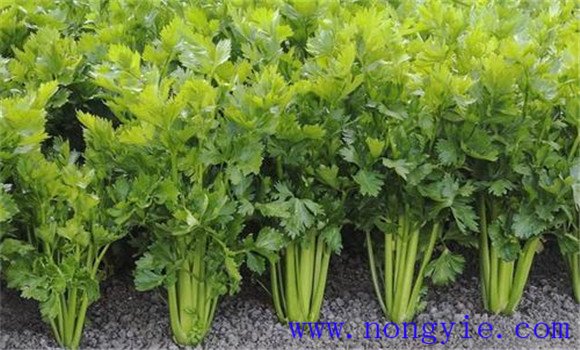 西芹定植一亩地多少棵 西芹定植后怎么管理