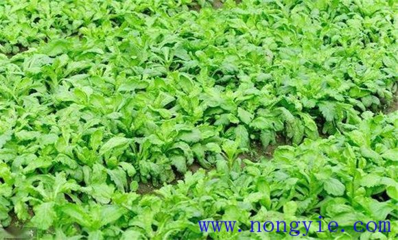 怎样防治茼蒿细菌性萎蔫病 用什么药物治疗