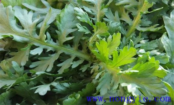 怎样防治茼蒿细菌性萎蔫病 用什么药物治疗