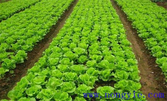 生菜定植株行距是多少 生菜定植方法与步骤