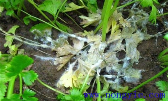 芹菜菌核病症状有哪些 芹菜菌核病防治方法
