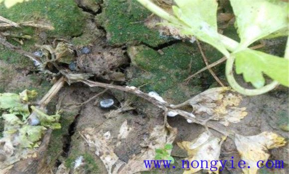 芹菜菌核病症状有哪些 芹菜菌核病防治方法