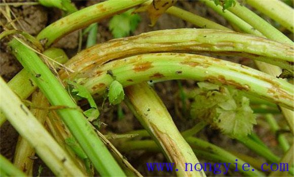 芹菜软腐病的发病条件 芹菜软腐病的防治方法