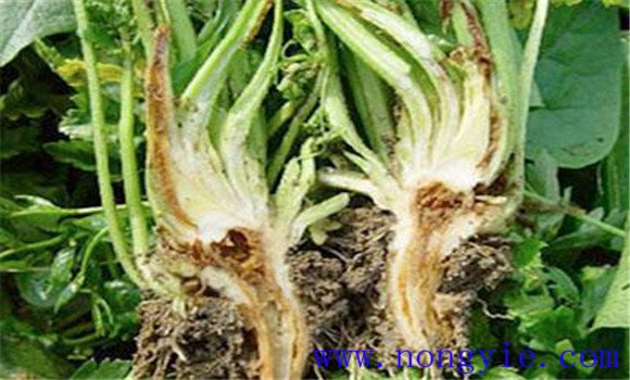 芹菜烂心是什么原因 芹菜烂心打什么药怎样防治