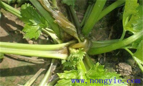 芹菜烂心是什么原因 芹菜烂心打什么药怎样防治