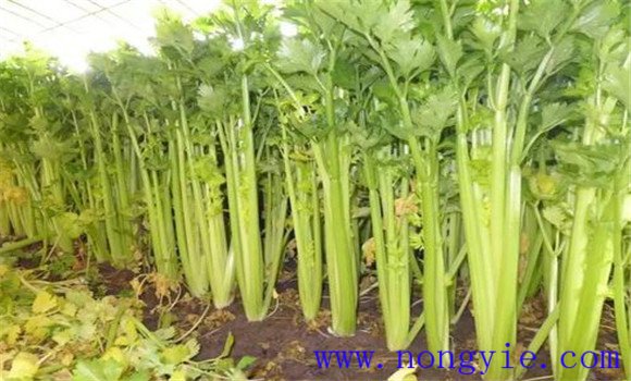 芹菜空心是怎么回事 芹菜空心的原因及预防方法