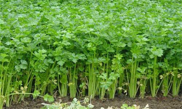 芹菜空心是怎么回事 芹菜空心的原因及预防方法