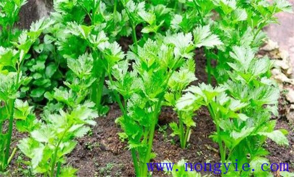 秋冬芹菜什么时候播种，秋冬芹菜栽培技术要点