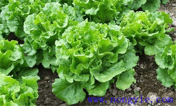 生菜种植时间是什么时候 对球境条件有什么要求