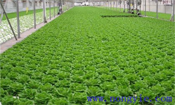 生菜种植温度如何掌握 生菜田间管理措施有哪些