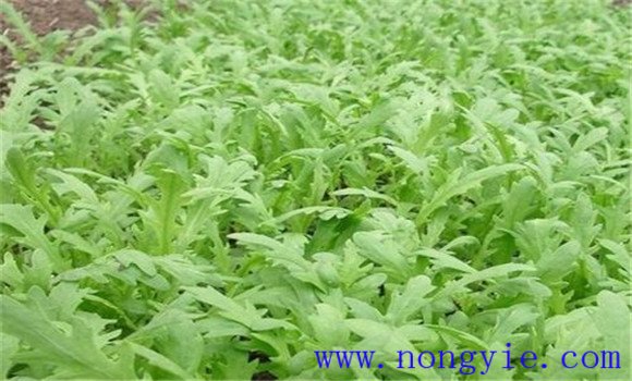 大棚茼蒿冬天怎么种植 大棚茼蒿种植技术要点