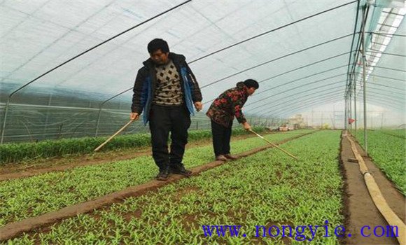 大棚茼蒿冬天怎么种植 大棚茼蒿种植技术要点