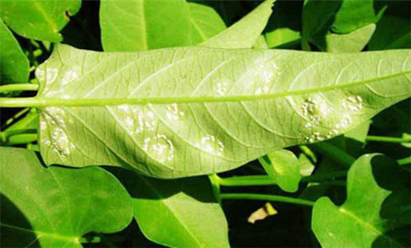 蕹菜白锈病的防治要点 蕹菜白锈病的防治要点