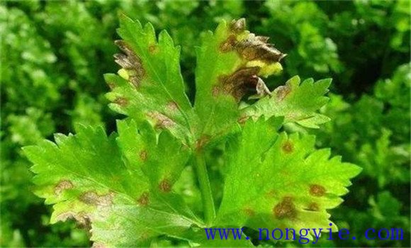 怎样防治西芹早疫病？